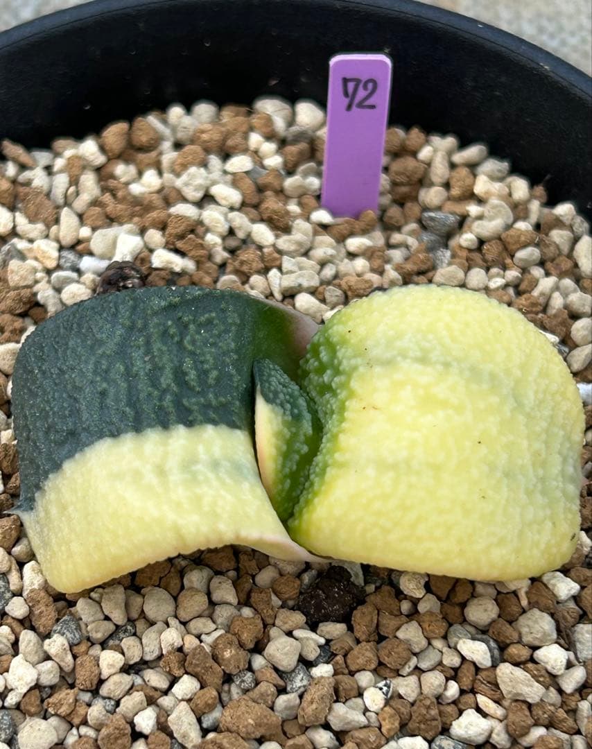 ガステリア　パール臥牛錦　超美株斑