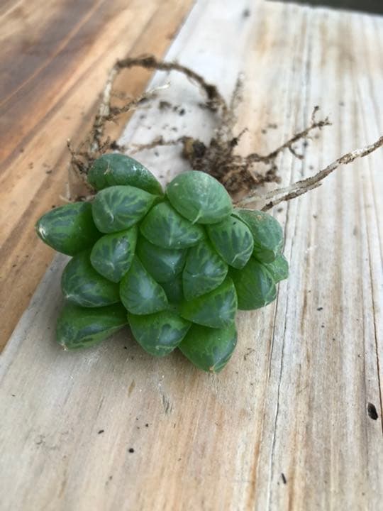 多肉植物　ハオルチア　オブツーサ