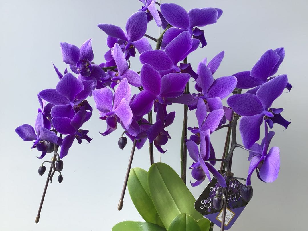 ①世界初の特別を贈ろう！フラワーオブ・ザ・イヤー受賞のブルー胡蝶蘭・ブルージーン