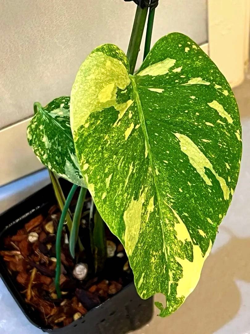 斑入りモンステラデリショーサレガシー
