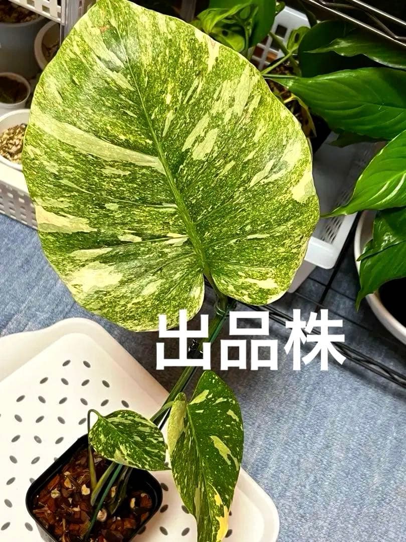 斑入りモンステラデリショーサレガシー