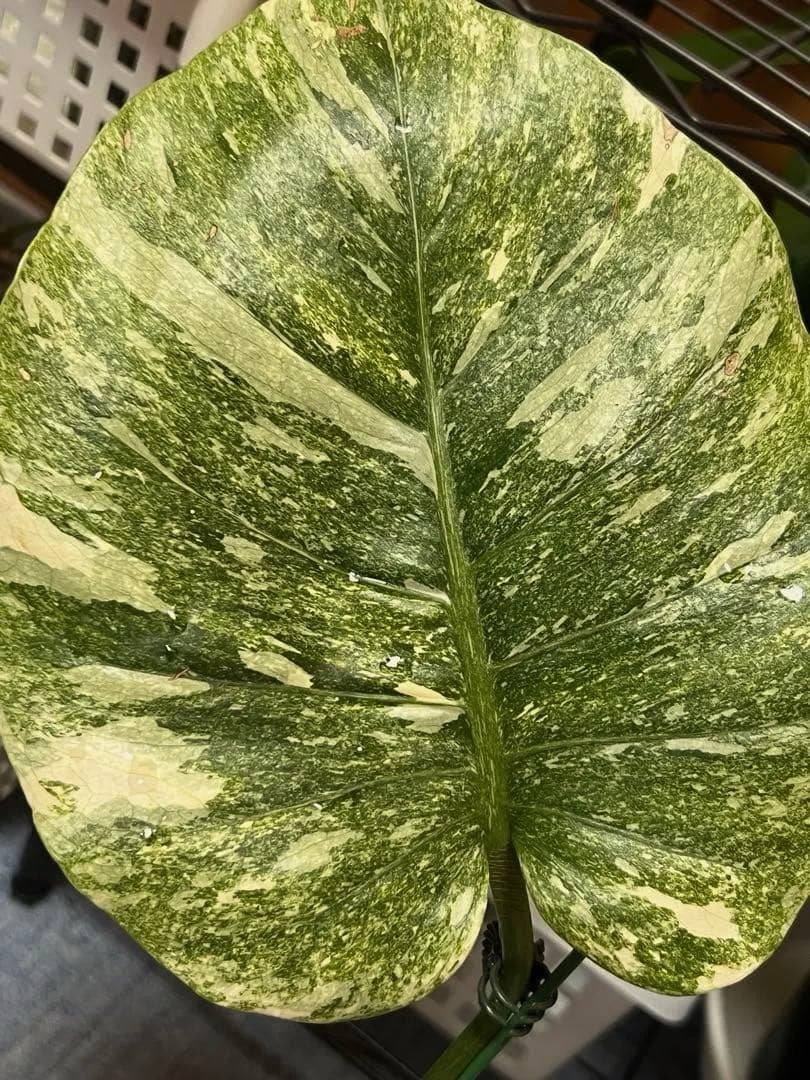 斑入りモンステラデリショーサレガシー