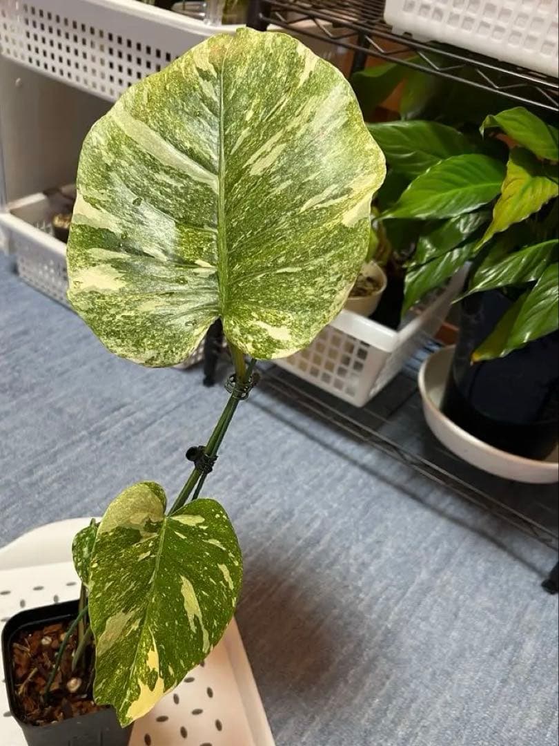 斑入りモンステラデリショーサレガシー