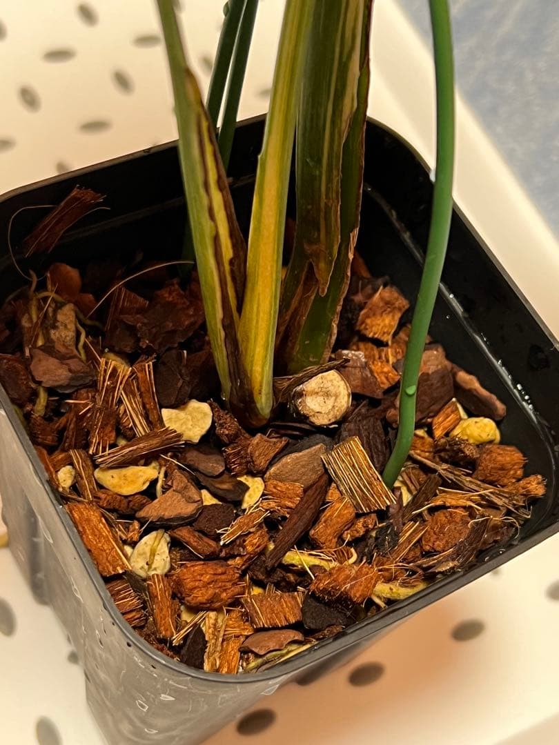 斑入りモンステラデリショーサレガシー