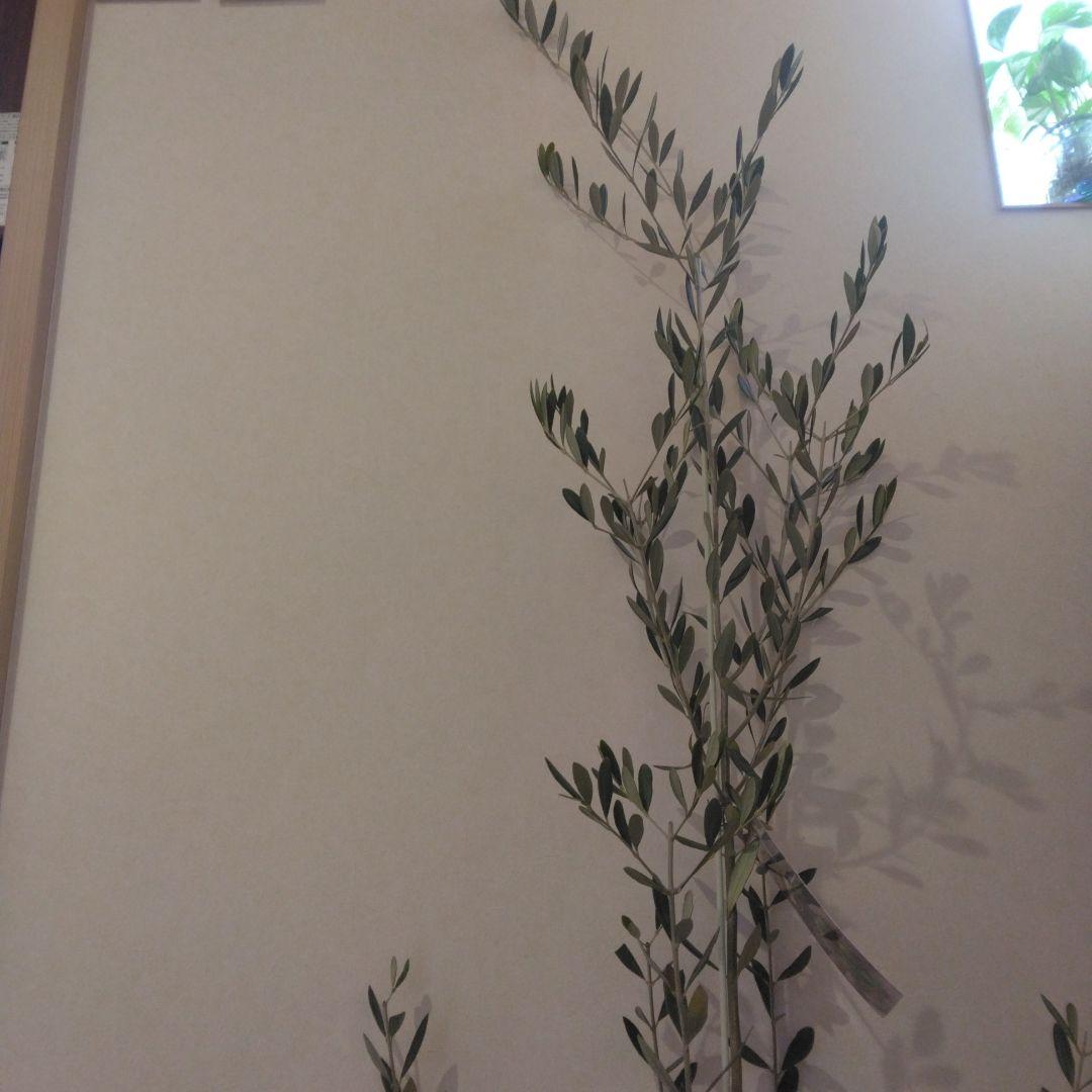 オリーブの木 パラゴン　大型