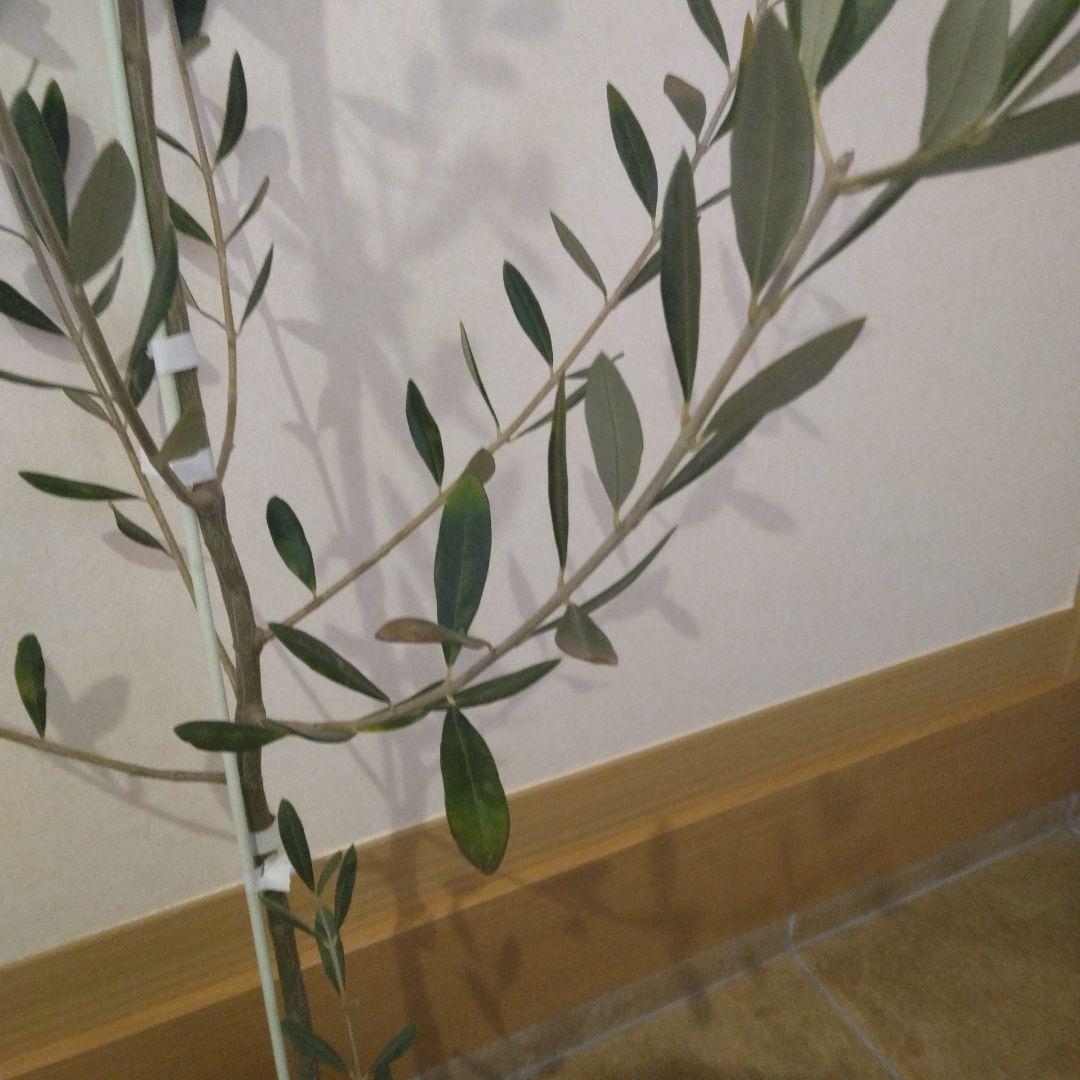 オリーブの木 パラゴン　大型