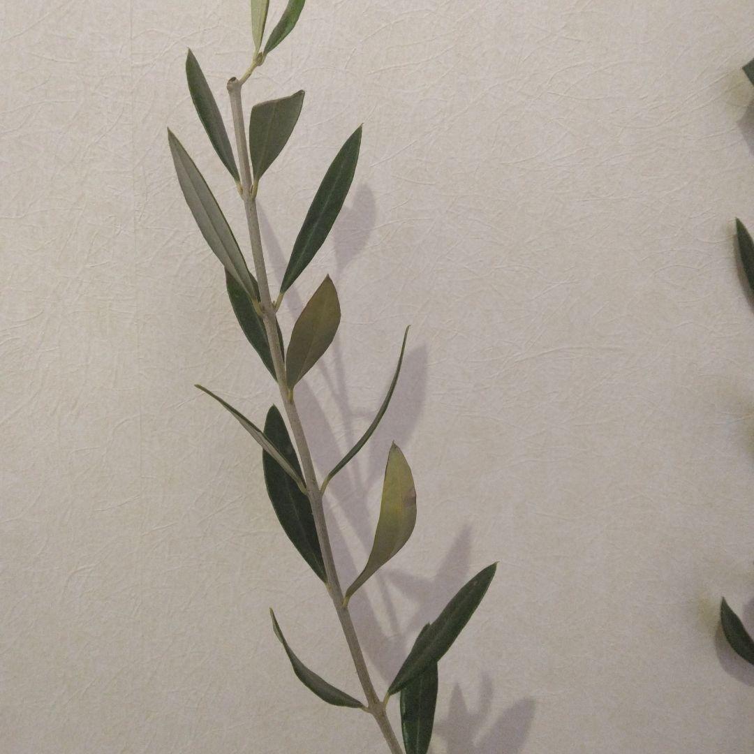 オリーブの木 パラゴン　大型