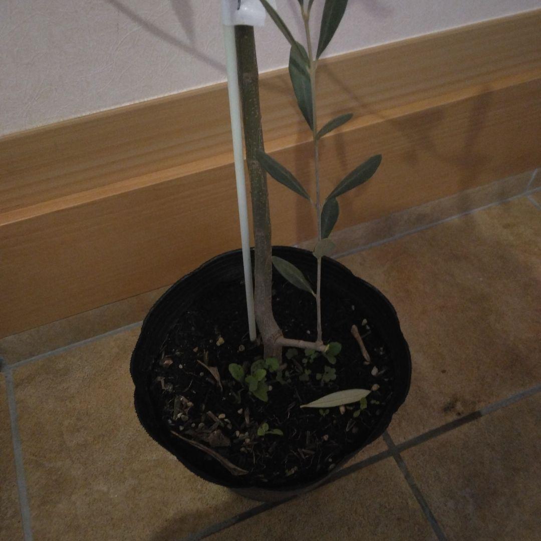 オリーブの木 パラゴン　大型
