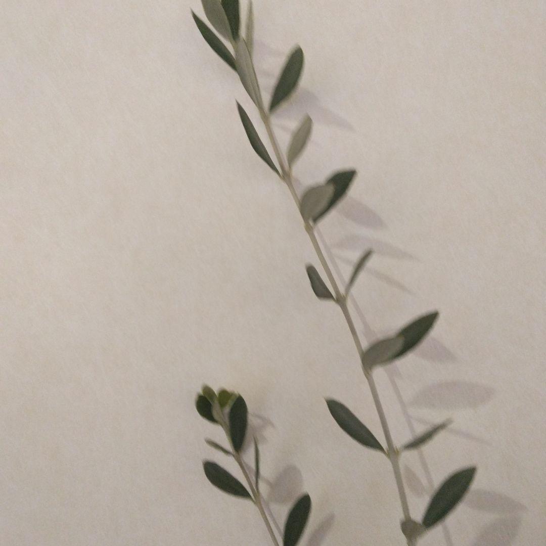 オリーブの木 パラゴン　大型