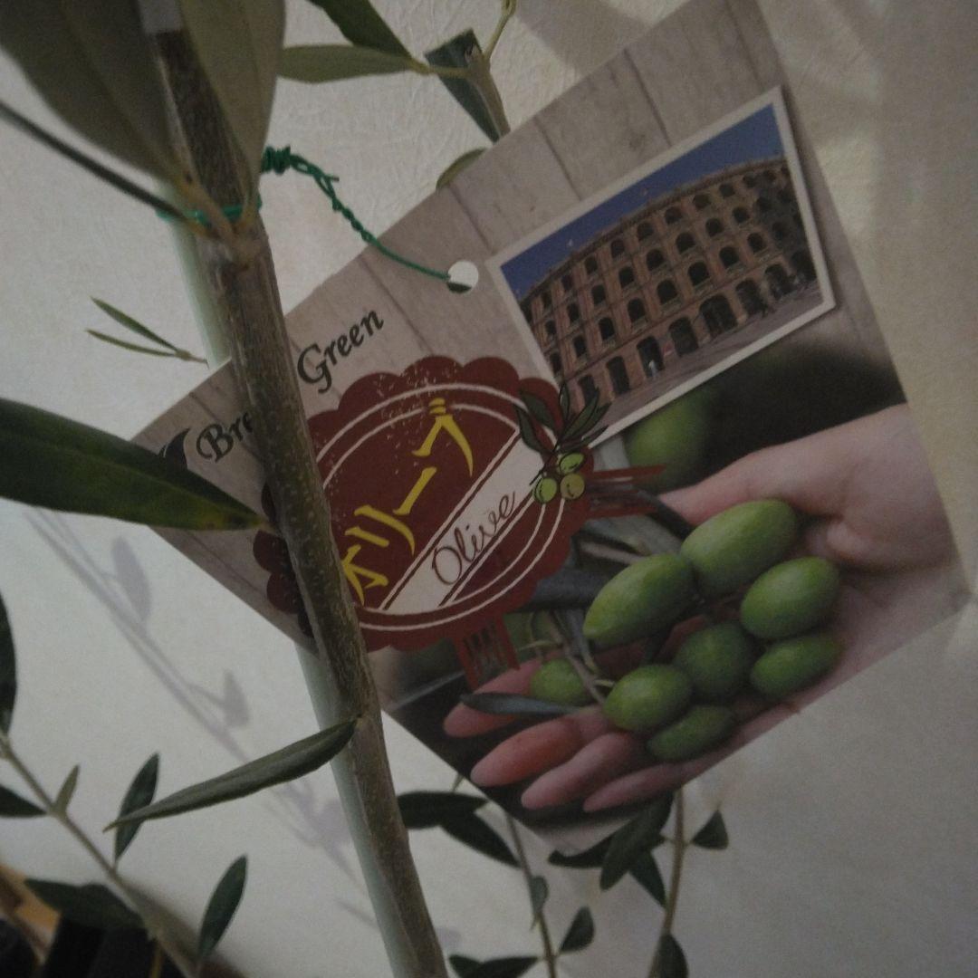 オリーブの木 パラゴン　大型