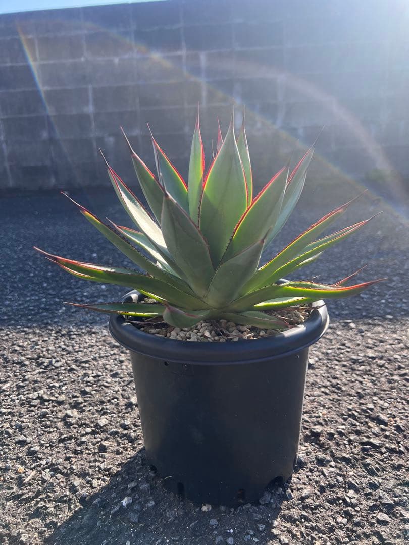 アガベ ブルーグロー（ブルーグロウ）