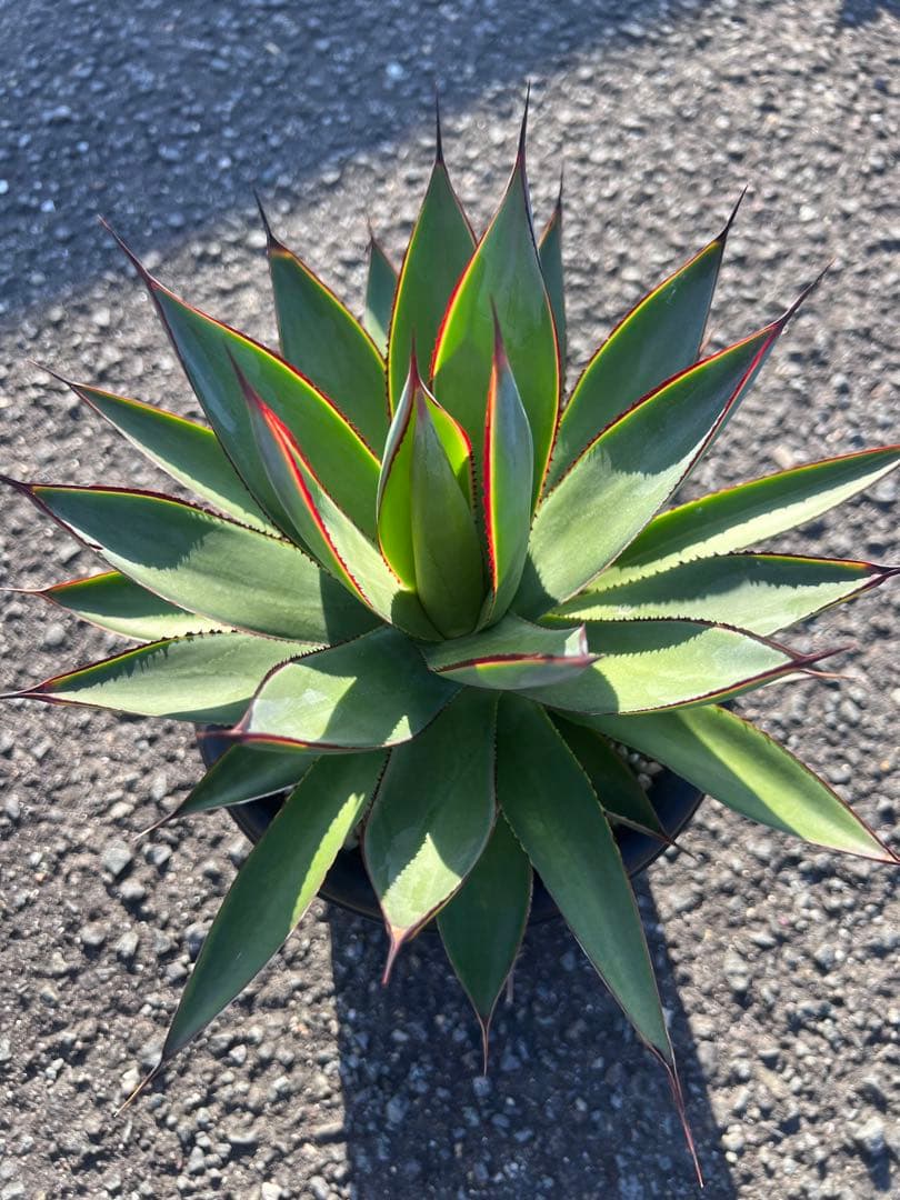 アガベ ブルーグロー（ブルーグロウ）