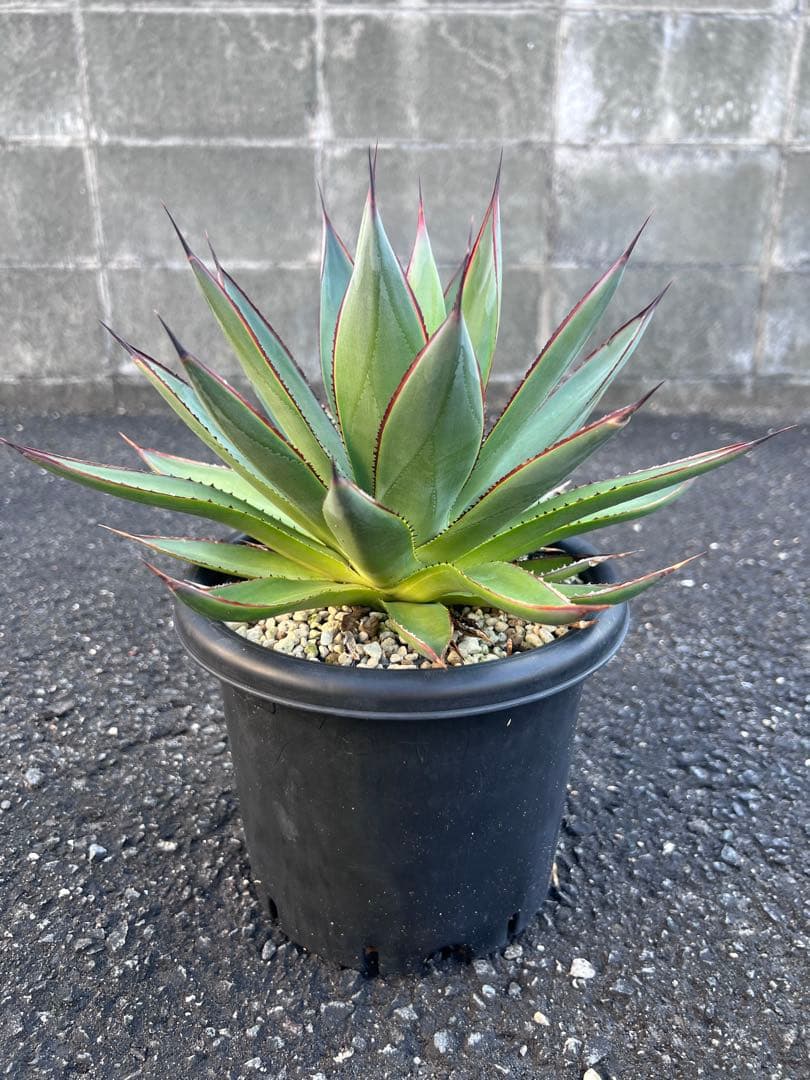 アガベ ブルーグロー（ブルーグロウ）