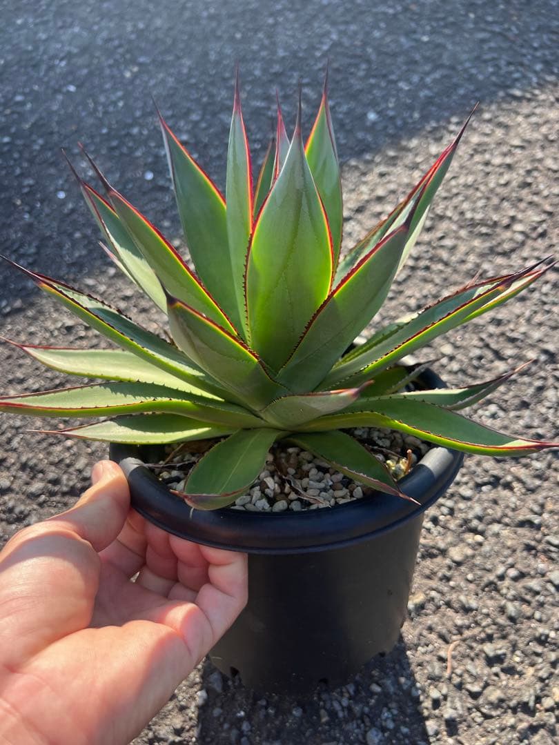 アガベ ブルーグロー（ブルーグロウ）