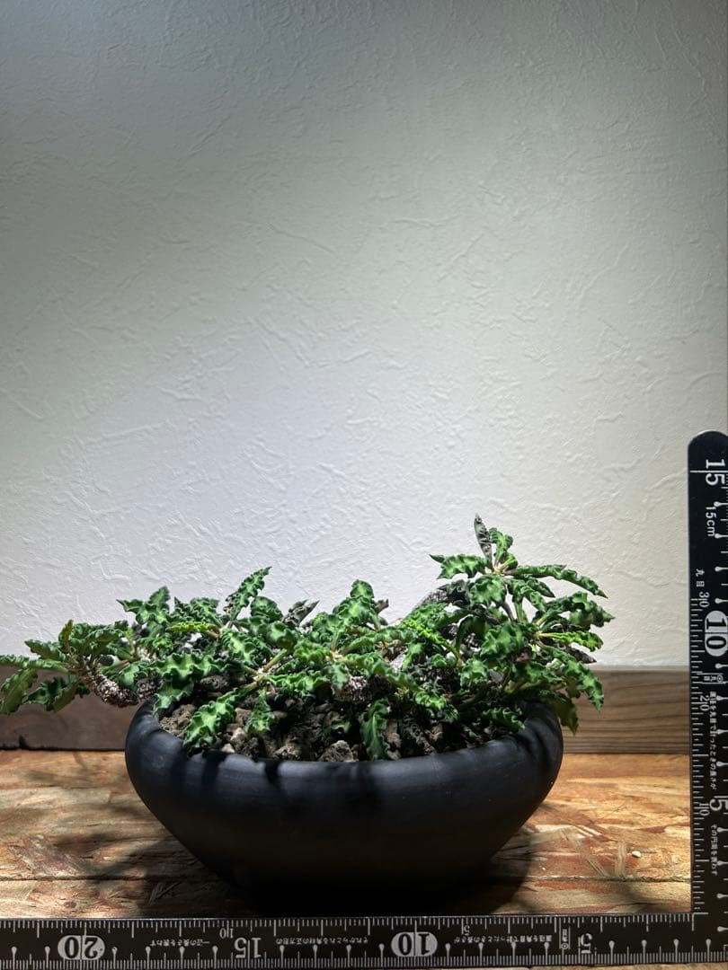 大株　現地球　ユーフォルビア　デカリー　スピロスティカ　作家陶器鉢のまま発送