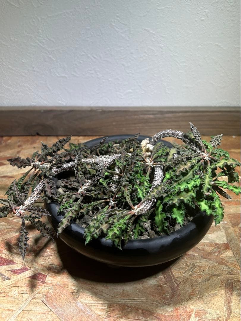 大株　現地球　ユーフォルビア　デカリー　スピロスティカ　作家陶器鉢のまま発送