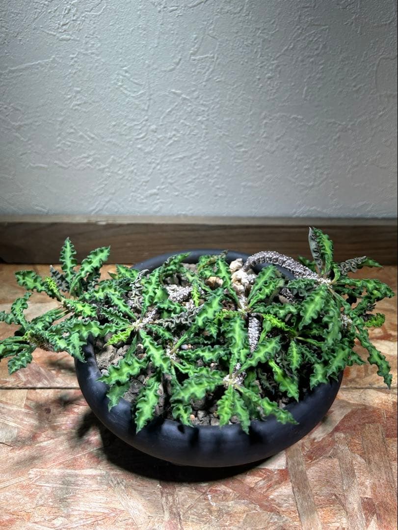 大株　現地球　ユーフォルビア　デカリー　スピロスティカ　作家陶器鉢のまま発送