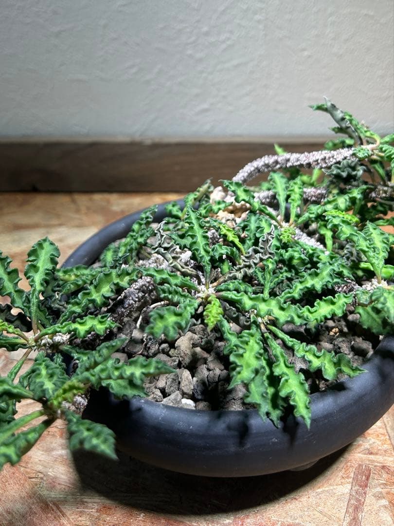 大株　現地球　ユーフォルビア　デカリー　スピロスティカ　作家陶器鉢のまま発送