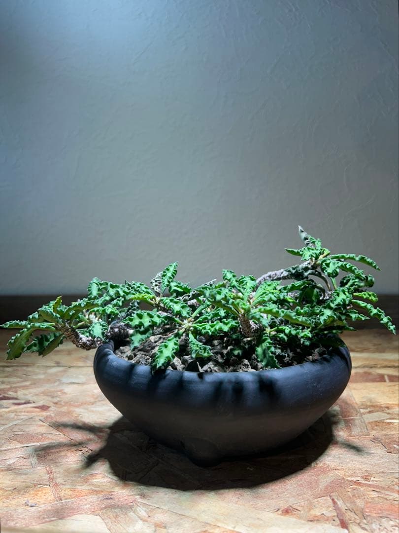 大株　現地球　ユーフォルビア　デカリー　スピロスティカ　作家陶器鉢のまま発送