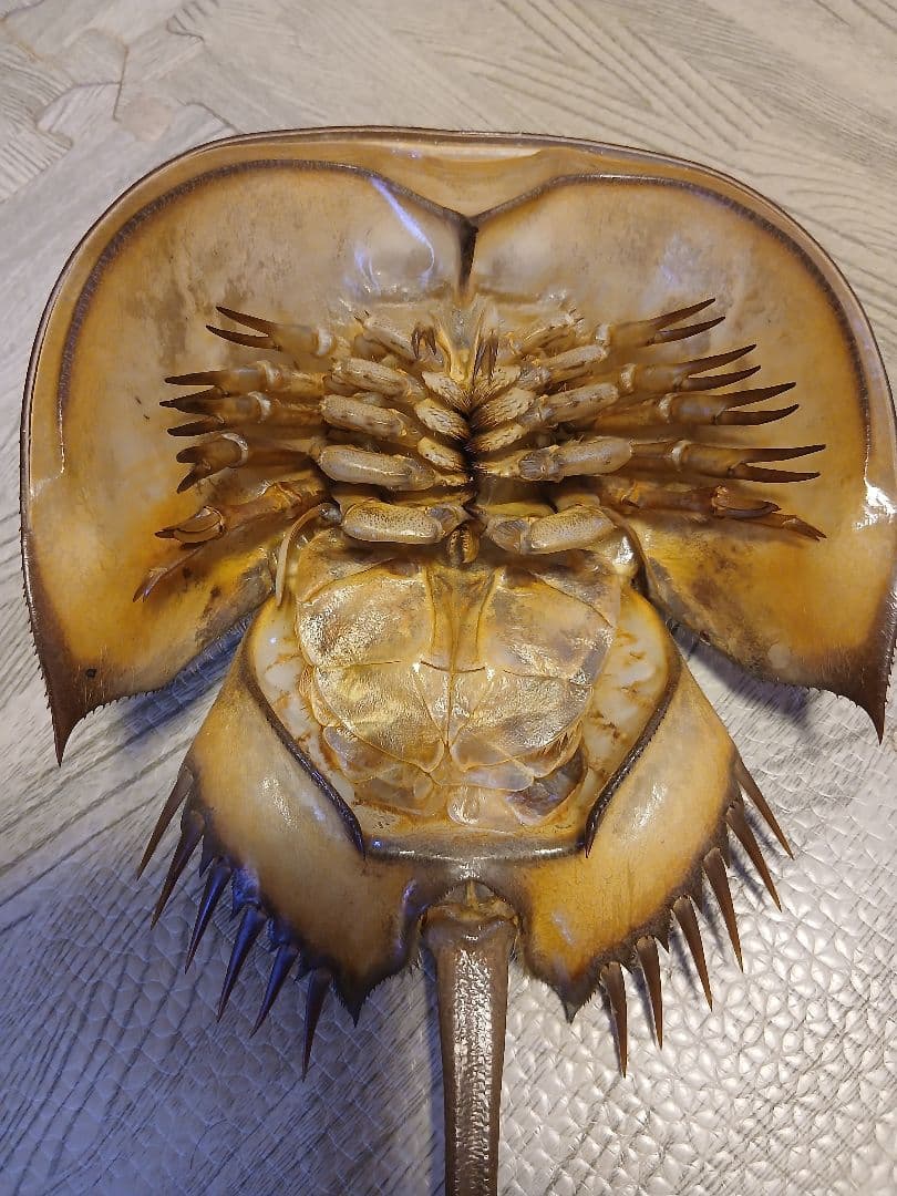 野生　カブトガニ脱皮殻　約35センチ