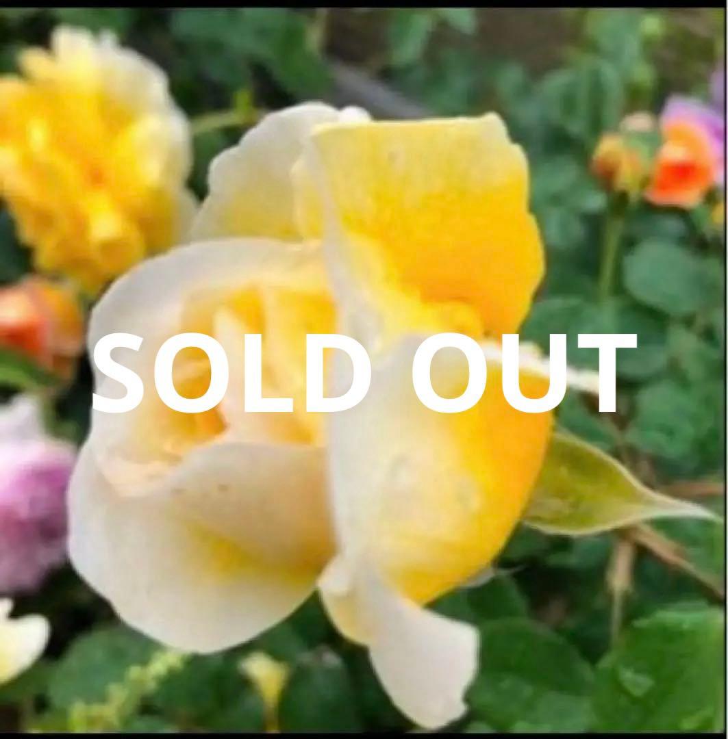 ロマンティックER