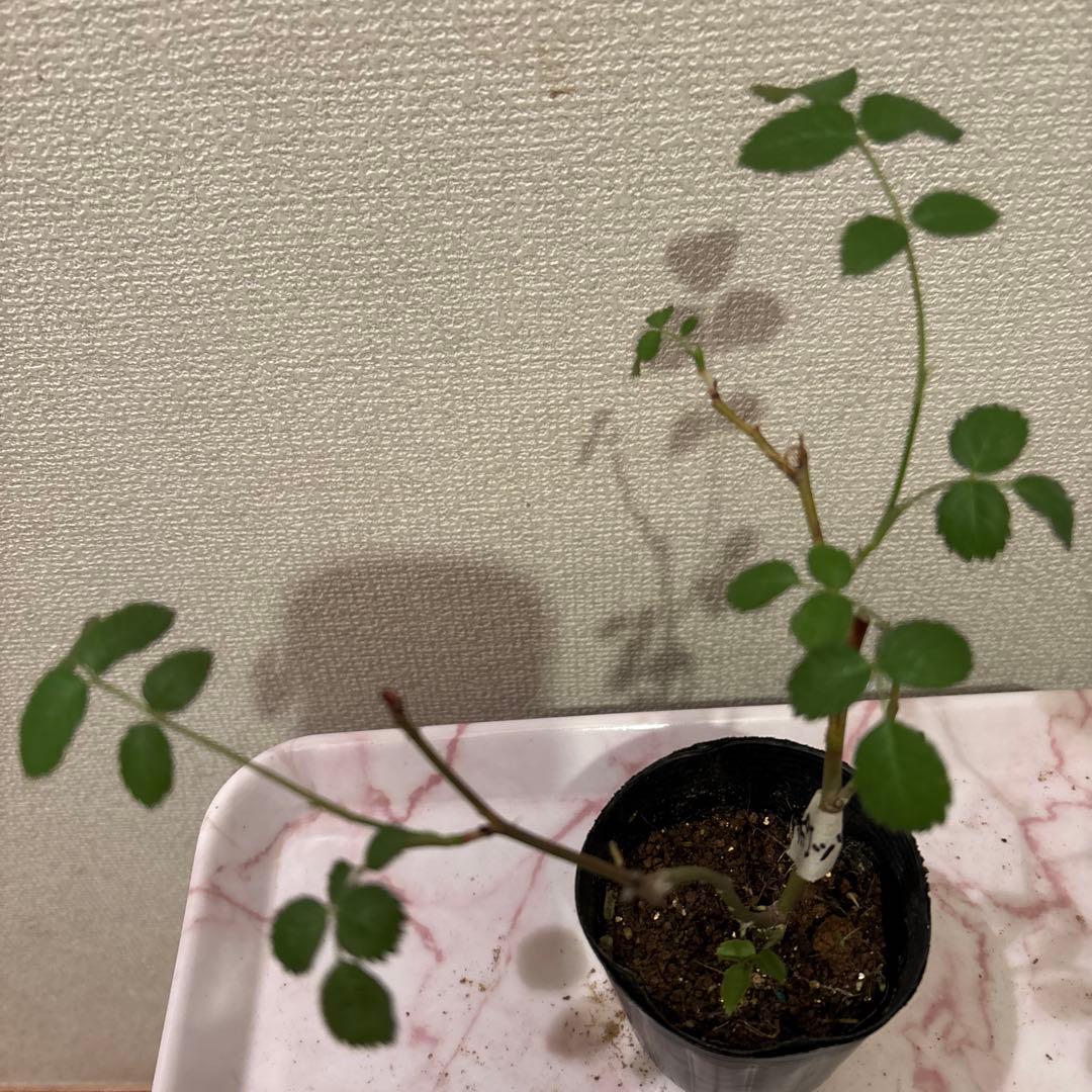 ロマンティックER