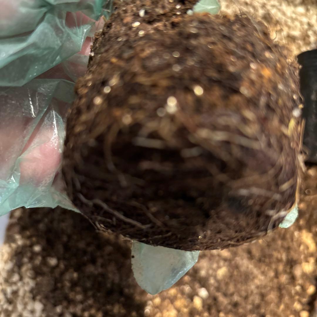 ロマンティックER