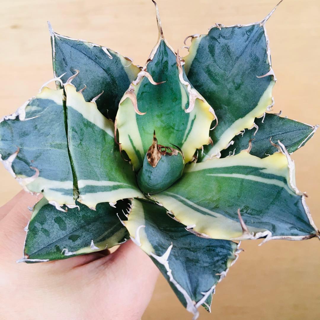 1 白鯨錦 クリーム覆輪斑 強棘 TC株 アガベ チタノタ