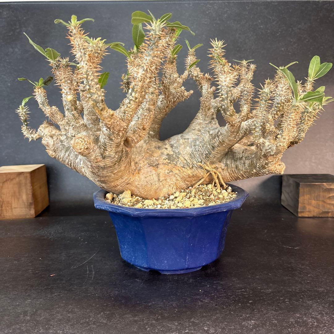 Pachypodium horombenseパキポディウムホロンベンセ