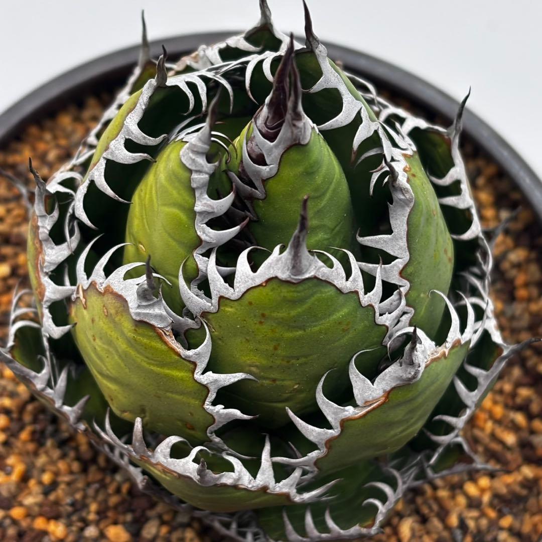 鳥*郎様 【龍門アガベ　ホリダ “horrida” 】極上強棘/狂刺/激レア/水