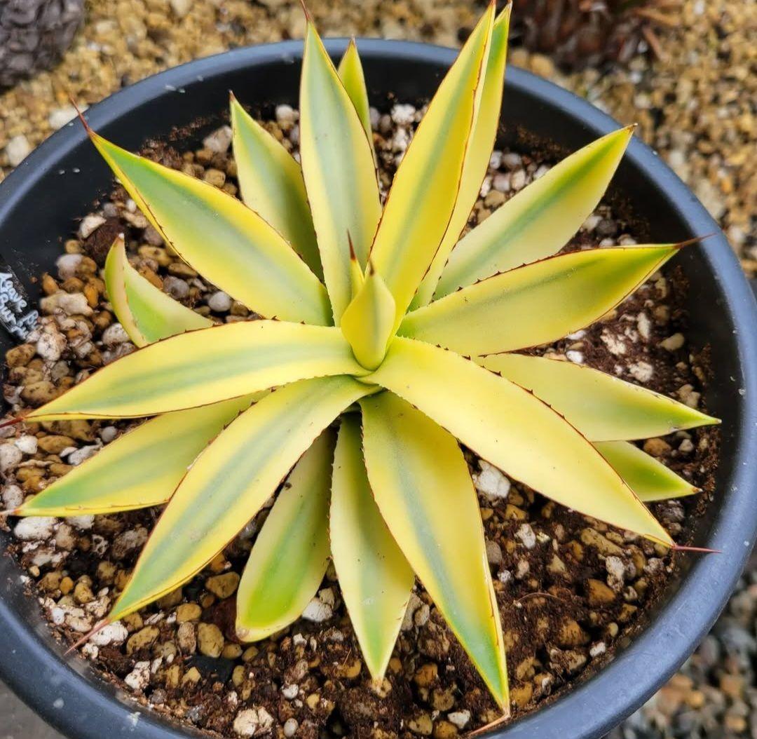 アガベ バーントバーガンディ　希少な糊斑タイプ