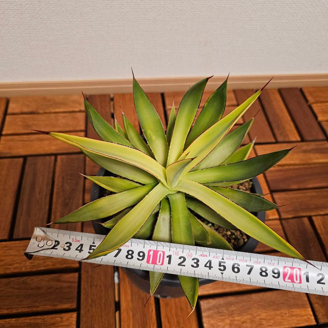 アガベ バーントバーガンディ　希少な糊斑タイプ