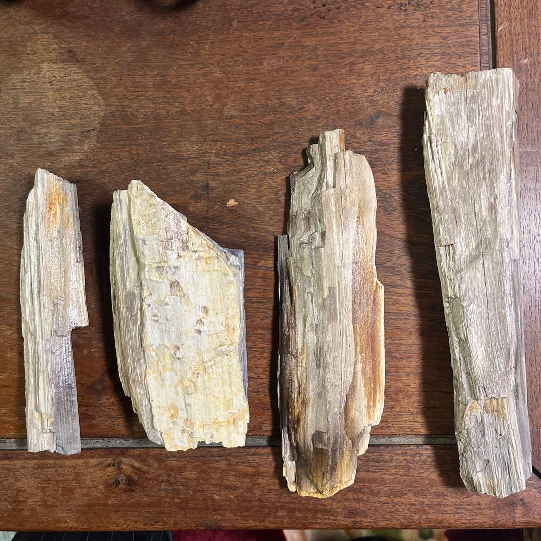 木の化石4点セット
