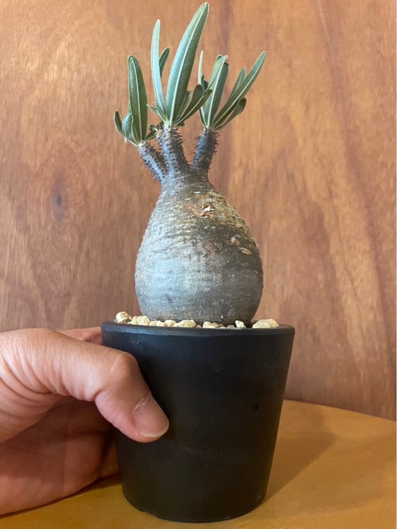 グラキリス　中　現地球　サンデルシー種子10粒プレゼント