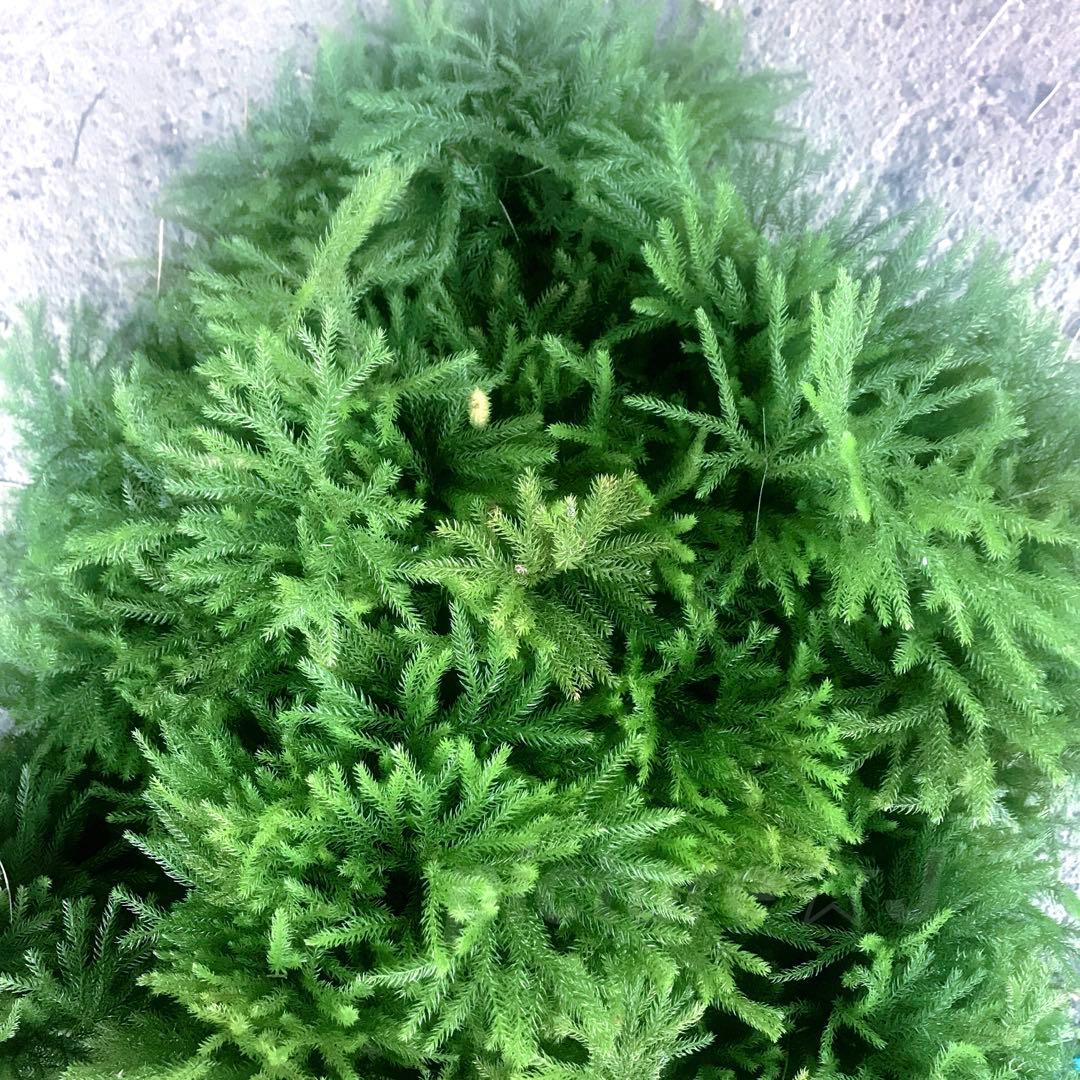 ★ miさま・専用 ★ タチカズラ＆ヒカゲetc