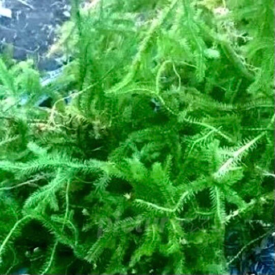 ★ miさま・専用 ★ タチカズラ＆ヒカゲetc