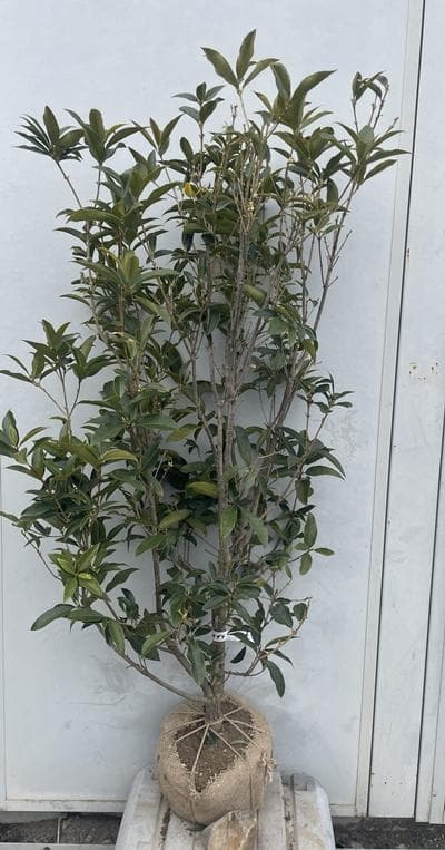 《現品》四季咲きモクセイ　樹高1.3ｍ（根鉢含まず）54【白花/苗木/植木】