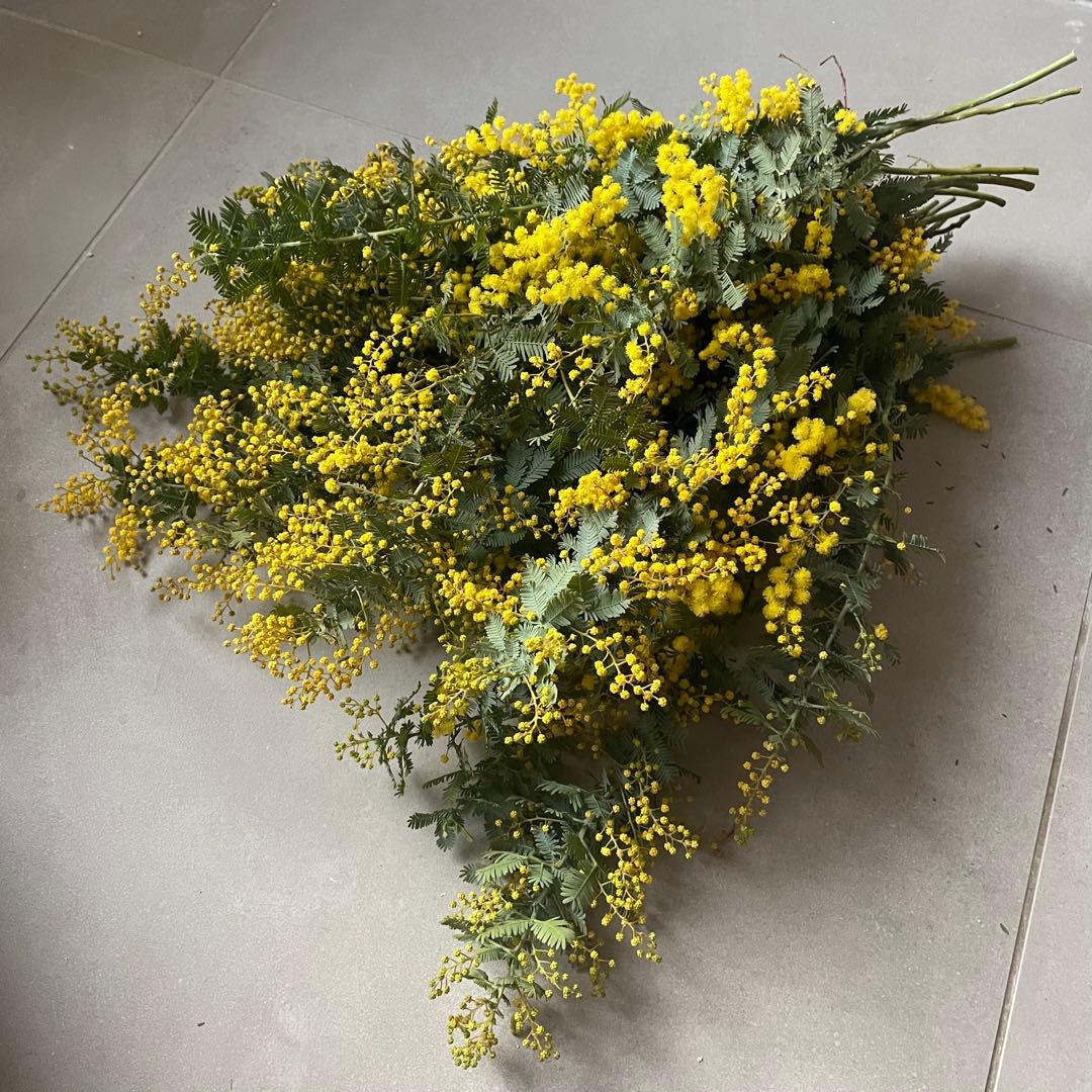 1.ミモザ切花100サイズ