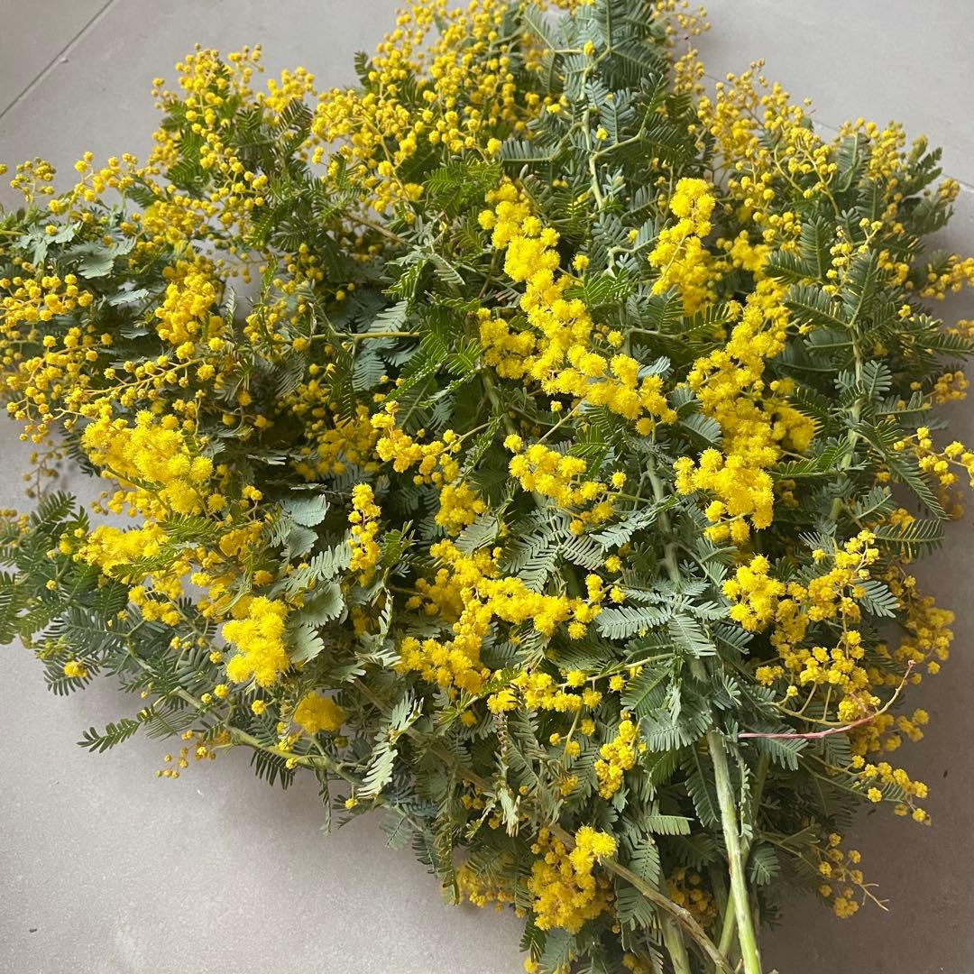 1.ミモザ切花100サイズ