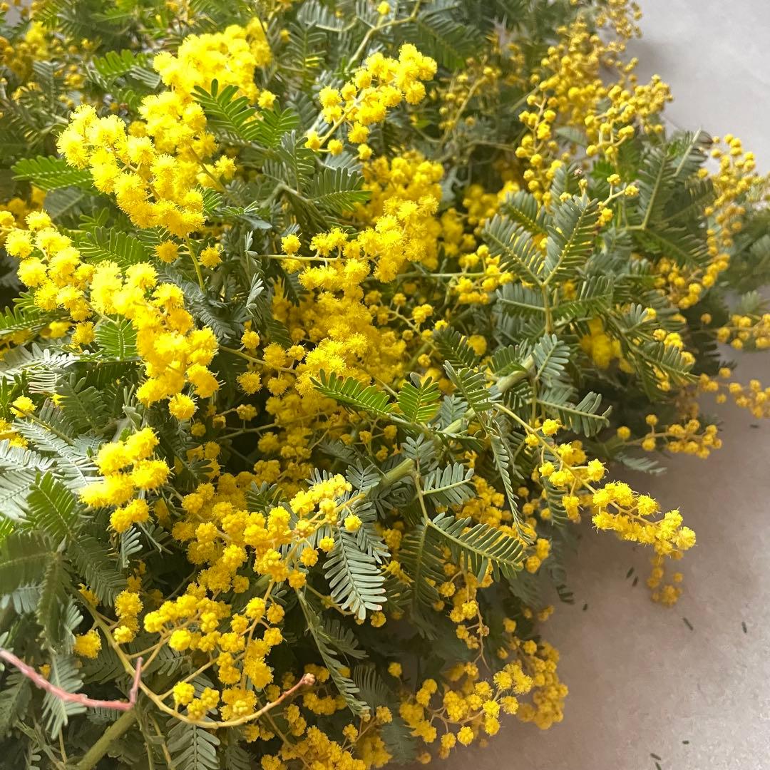 1.ミモザ切花100サイズ