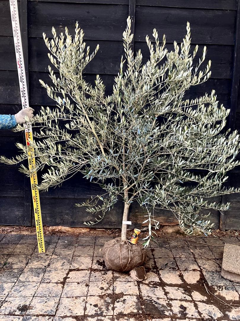 2 希少　オリーブの木　カヨンヌ