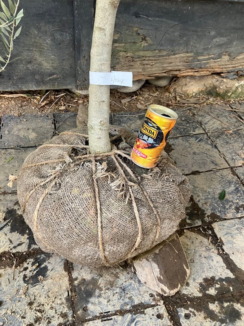 2 希少　オリーブの木　カヨンヌ