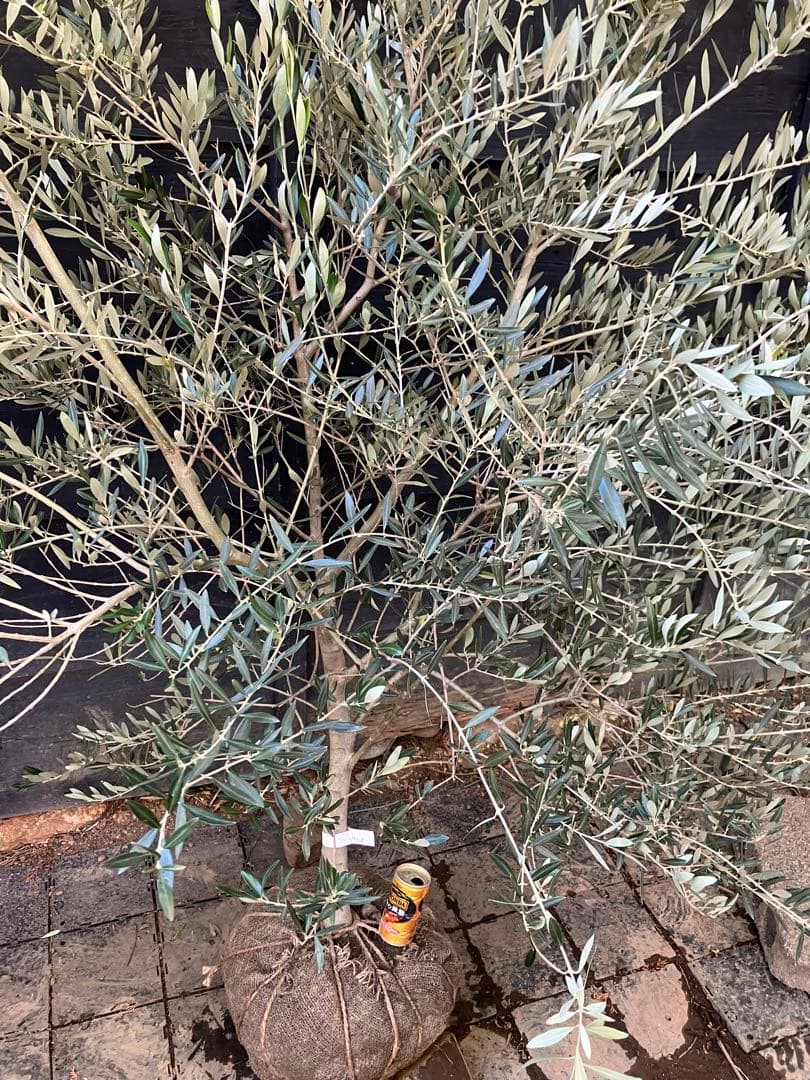 2 希少　オリーブの木　カヨンヌ