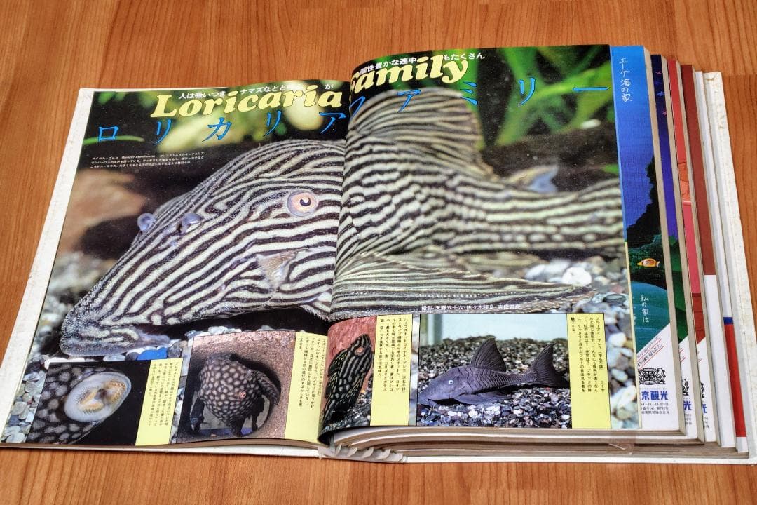 イ*3様 月刊アクアライフ 1980年 2月号～7月 合計6冊 昭和55年