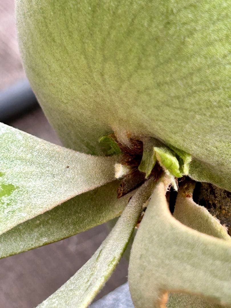 ビカクシダ　ジェイドガール　親株サイズ