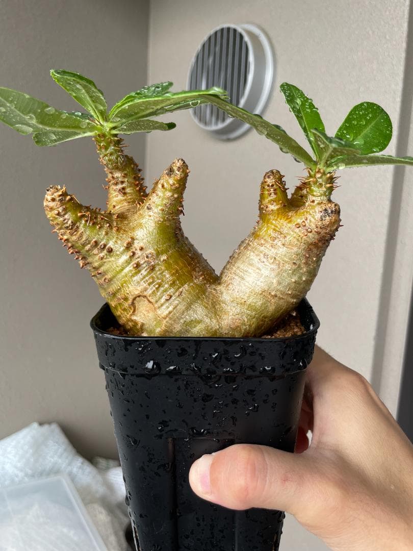 SALE【コンパクト良型】 マカイエンセ 多頭