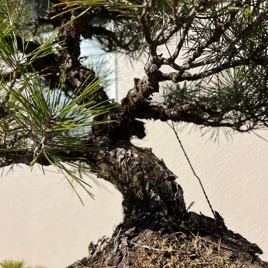 盆栽　黒松　コケ順良い‼️