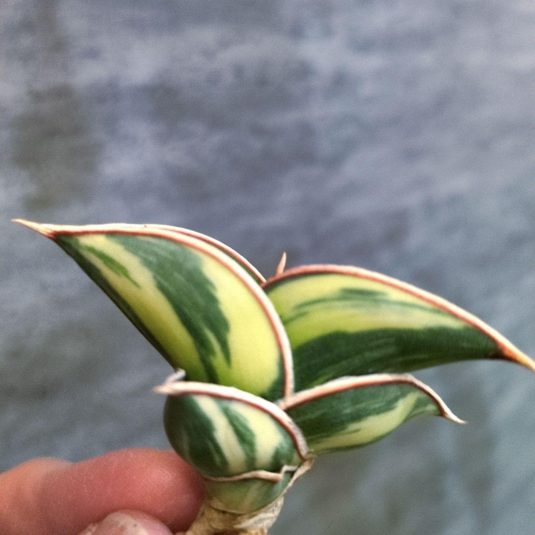 ⑧ サンスベリア　ロリダ　斑入り　多肉植物　ロリダ斑入り　ユーフォルビア