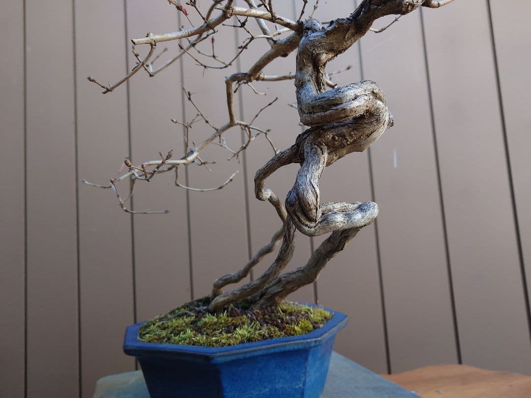 盆栽　ウグイスカグラ　樹高44cm