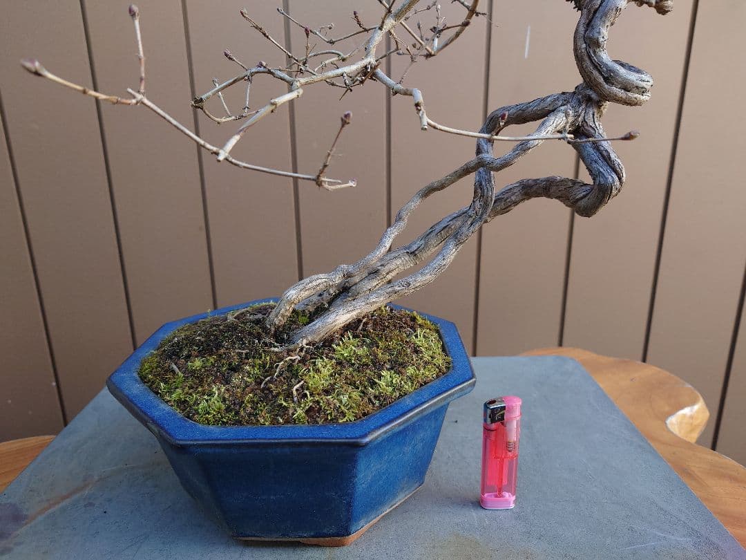 盆栽　ウグイスカグラ　樹高44cm